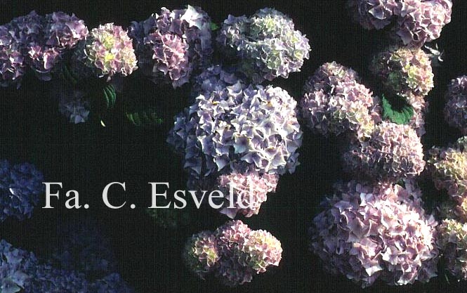 Hydrangea macrophylla 'All Summer Beauty'