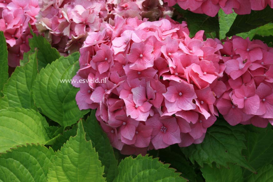 Hydrangea macrophylla 'Andriesia'