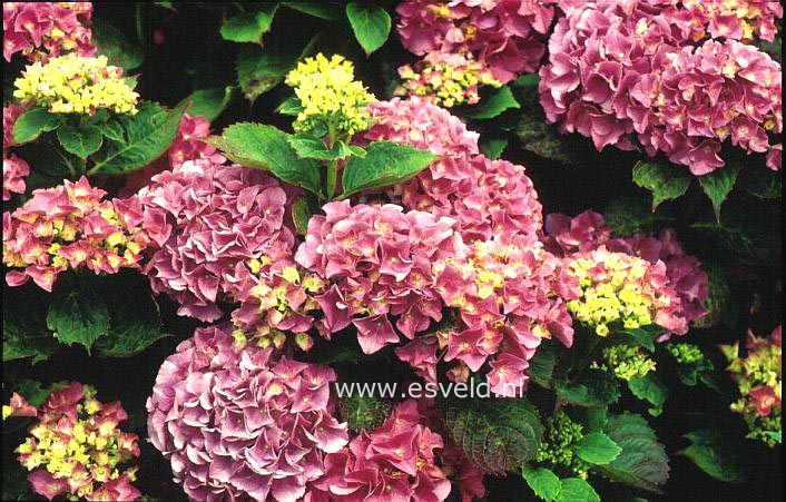 Hydrangea macrophylla 'Armand Draps'