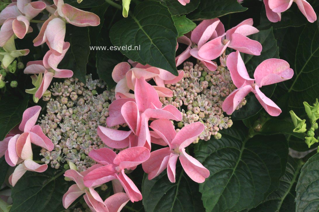 Hydrangea macrophylla 'Beijing'