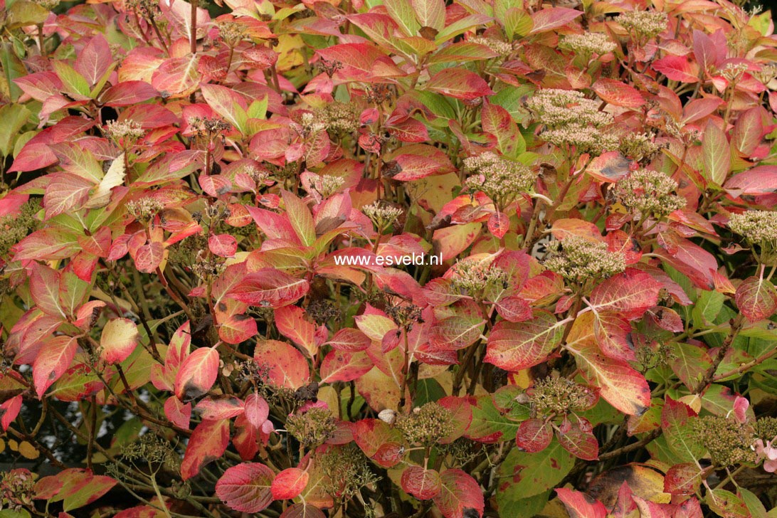 Hydrangea macrophylla 'Benxi'