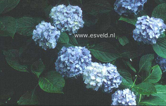 Hydrangea macrophylla 'Blauer Prinz'
