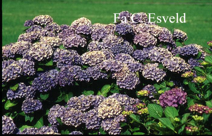 Hydrangea macrophylla 'Blauer Zwerg' (LAVBLAA)