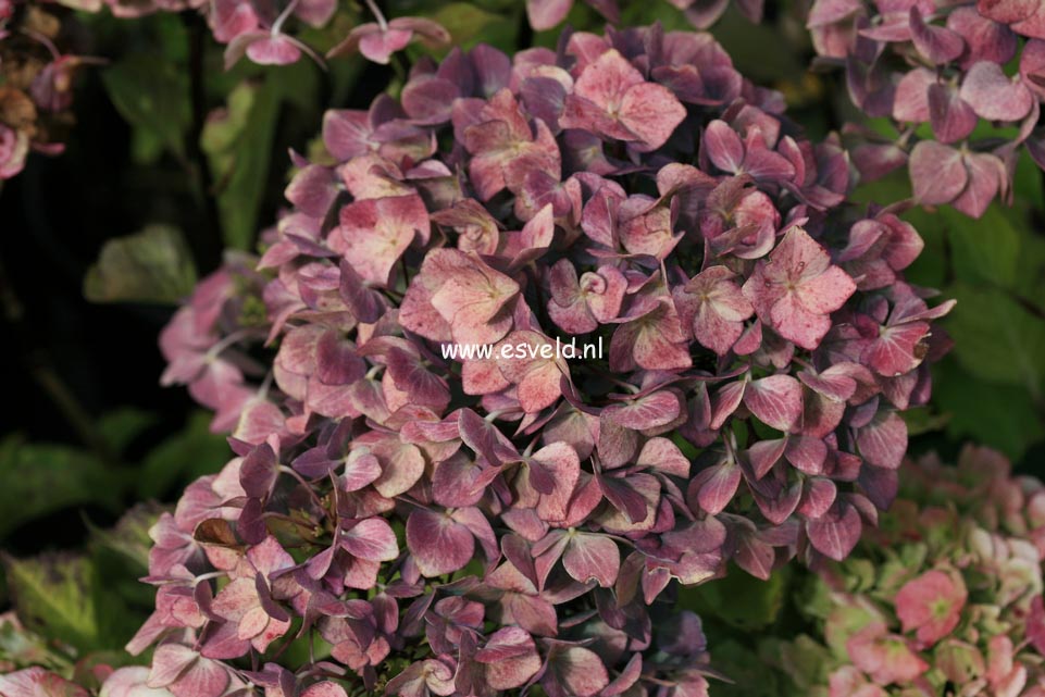 Hydrangea macrophylla 'Blue Ball' (BLACK STEEL)
