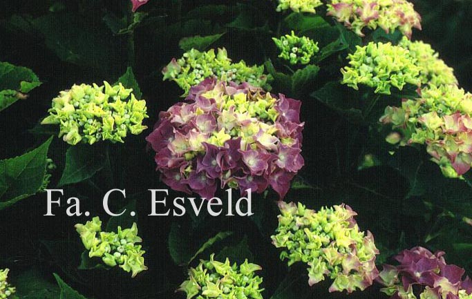 Hydrangea macrophylla 'Bosco'