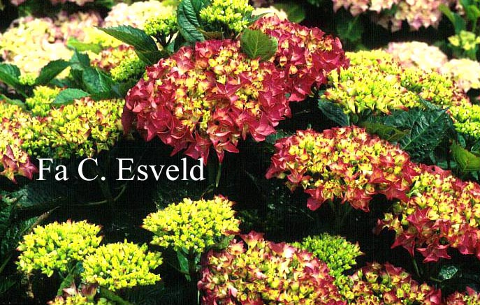 Hydrangea macrophylla 'Bottstein'