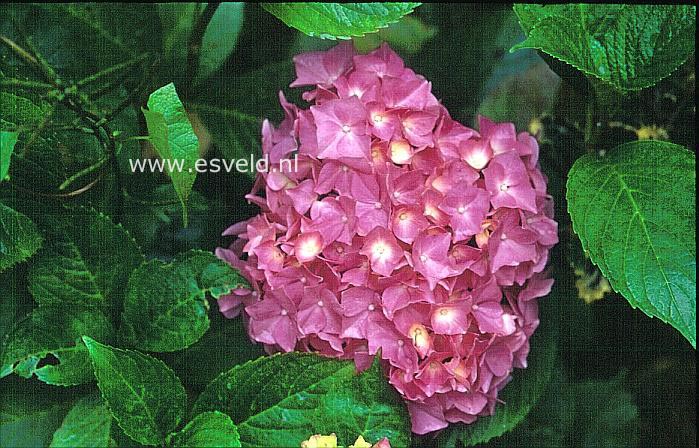 Hydrangea macrophylla 'Brilliant'