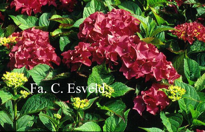 Hydrangea macrophylla 'Brugg'
