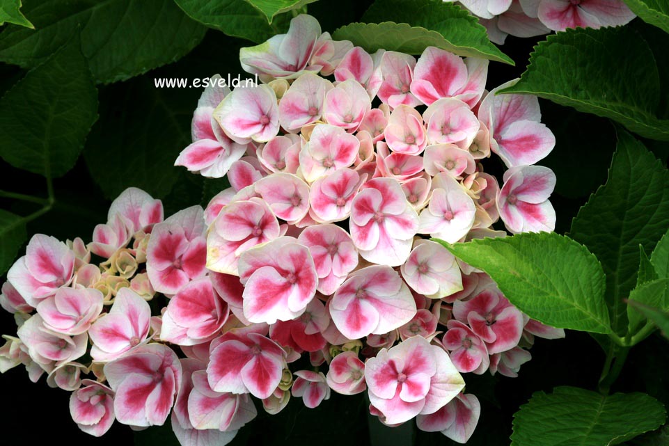 Hydrangea macrophylla 'Camilla'