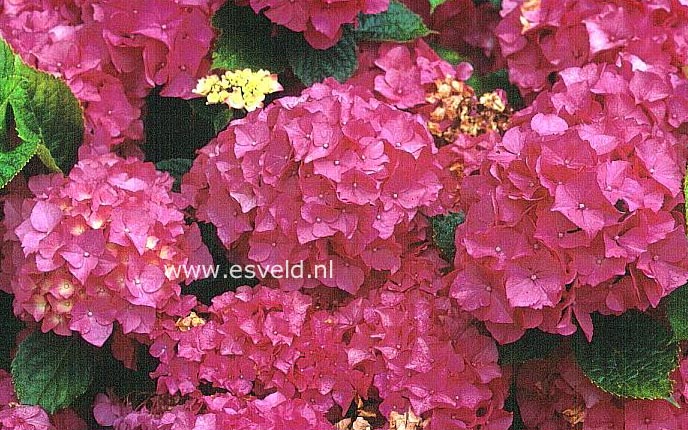 Hydrangea macrophylla 'Cendrillon'