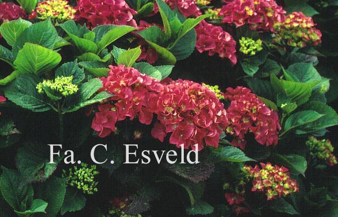 Hydrangea macrophylla 'Chaperon Rouge'