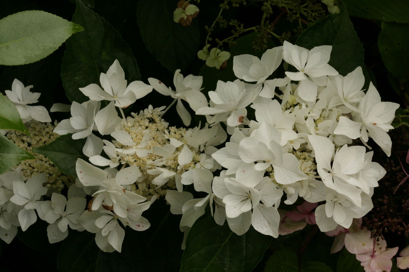 Hydrangea macrophylla 'Coco' (BEAUTENSIA)