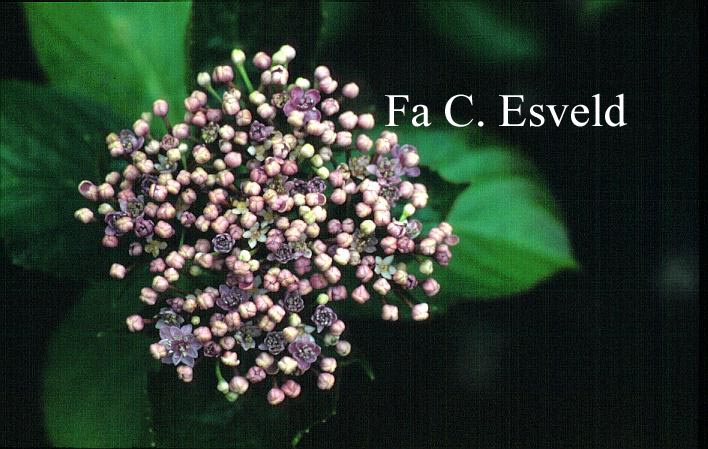 Hydrangea macrophylla 'Concavosepala'