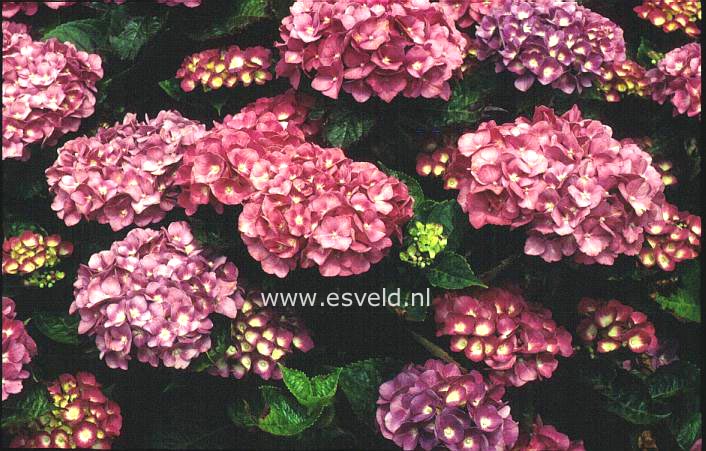 Hydrangea macrophylla 'Constellation'