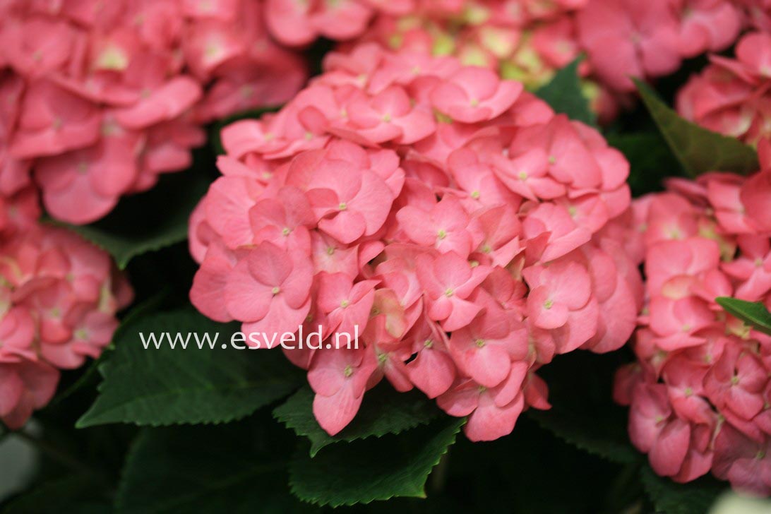 Hydrangea macrophylla 'Duro'