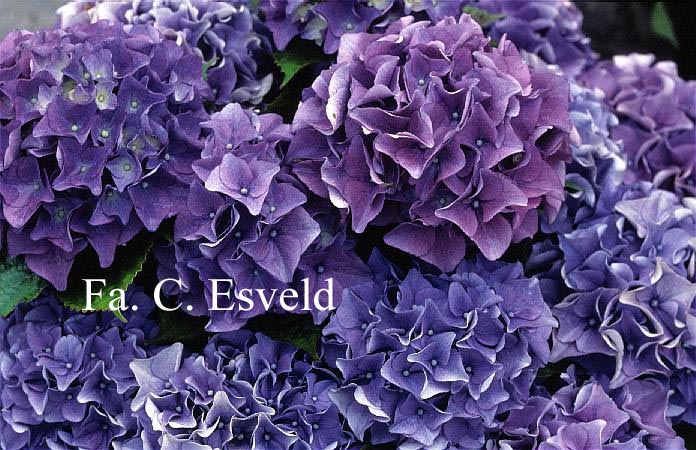 Hydrangea macrophylla 'Early Blue'