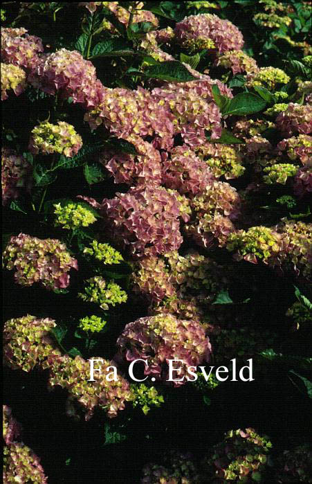 Hydrangea macrophylla 'Eldorado'