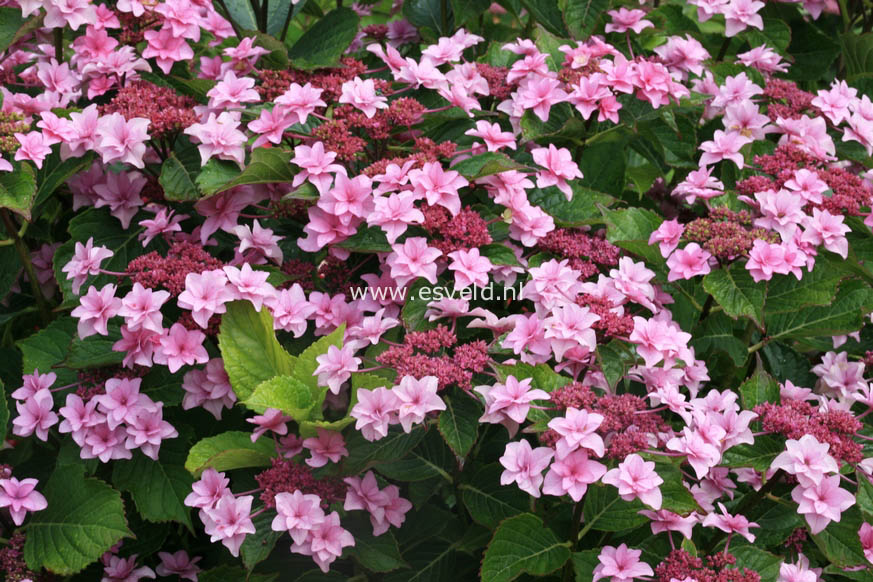 Hydrangea macrophylla 'Etoile Violette'