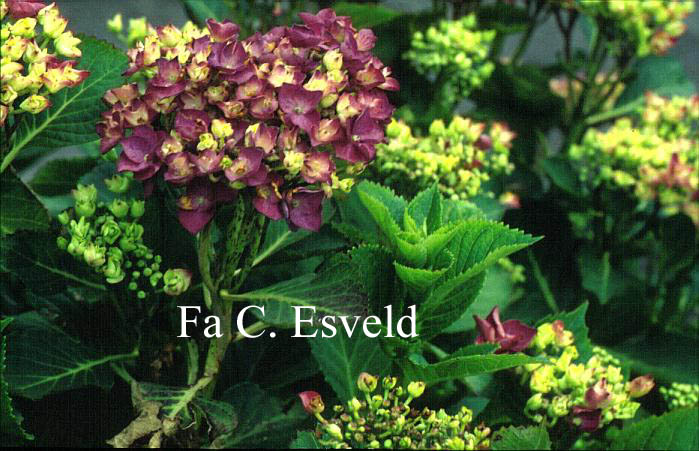 Hydrangea macrophylla 'Eugen Hahn'