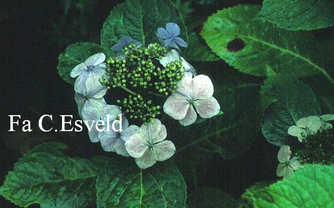 Hydrangea macrophylla 'Ezo joshino'