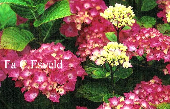Hydrangea macrophylla 'Fiancailles'