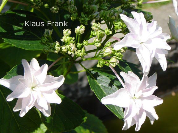 Hydrangea macrophylla 'Fireworks White'