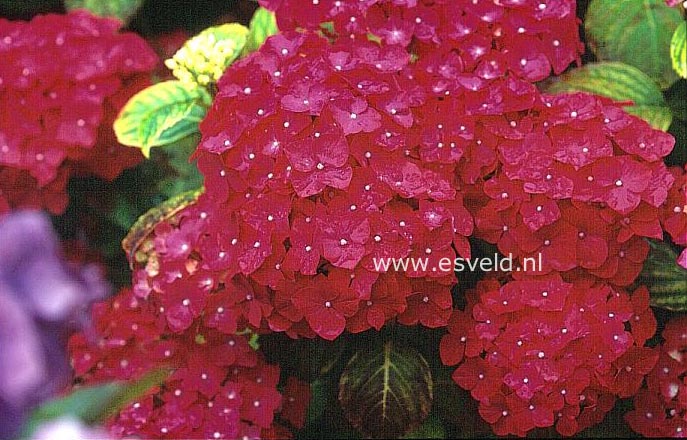 Hydrangea macrophylla 'Flamboyant'