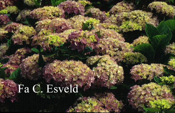 Hydrangea macrophylla 'Floralia'