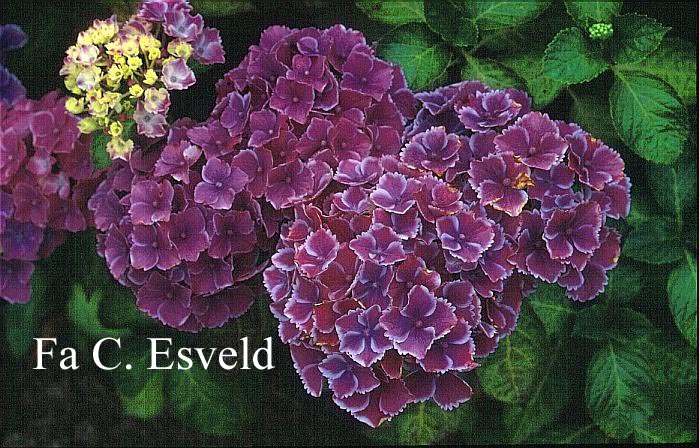 Hydrangea macrophylla 'Frau Mariko'