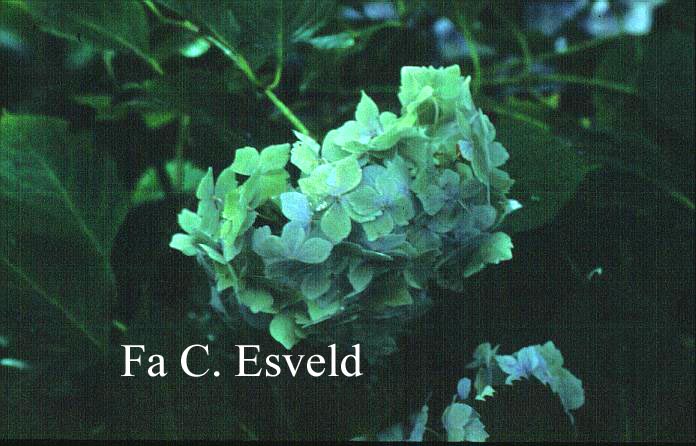 Hydrangea macrophylla 'Frillibeth'