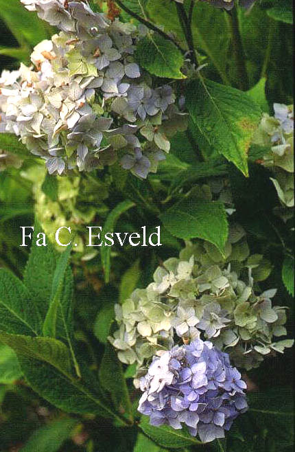 Hydrangea macrophylla 'Generale Vicomtesse de Vibraye'