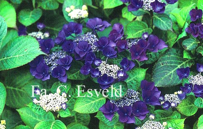 Hydrangea macrophylla 'Gimpel'