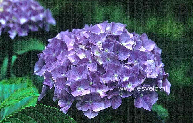Hydrangea macrophylla 'Gloria'