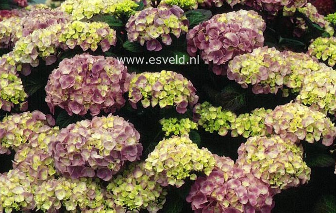 Hydrangea macrophylla 'Grand Chef'