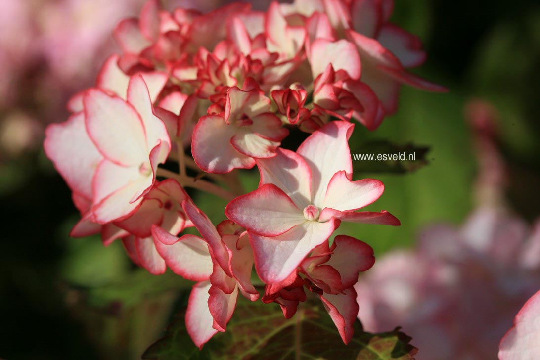 Hydrangea macrophylla 'HBACHI' (CHIQUE)