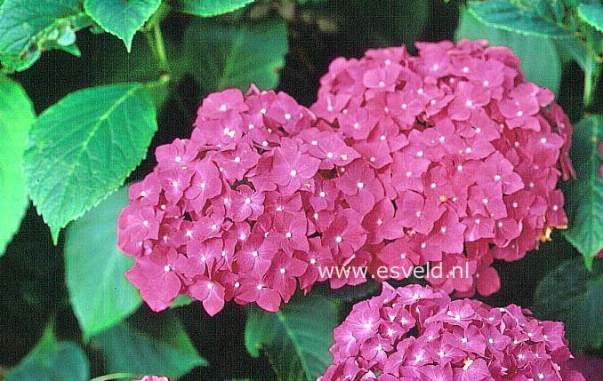 Hydrangea macrophylla 'Harry's Red'