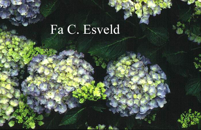 Hydrangea macrophylla 'Heinrichsburg'