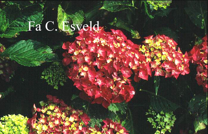 Hydrangea macrophylla 'Hermann Dienemann'