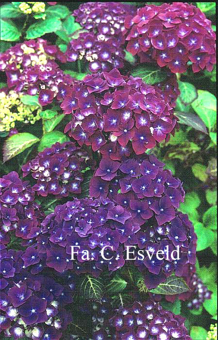 Hydrangea macrophylla 'Holehird Purple'