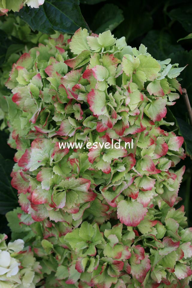Hydrangea macrophylla 'Hortmaja' (MAGICAL JADE)
