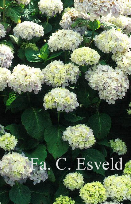 Hydrangea macrophylla 'Hortulanus H. Witte'