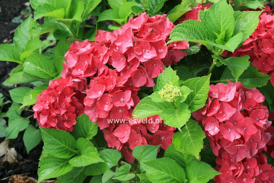 Hydrangea macrophylla 'Hot Red'