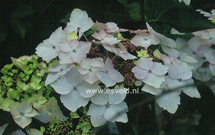 Hydrangea macrophylla 'Hugh'