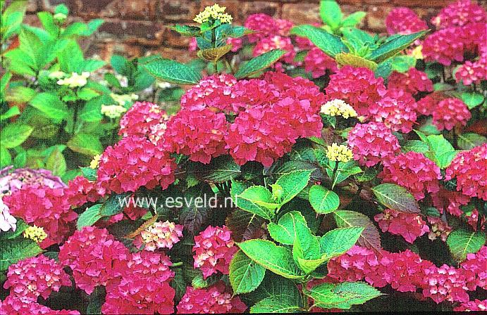 Hydrangea macrophylla 'Intermezzo'