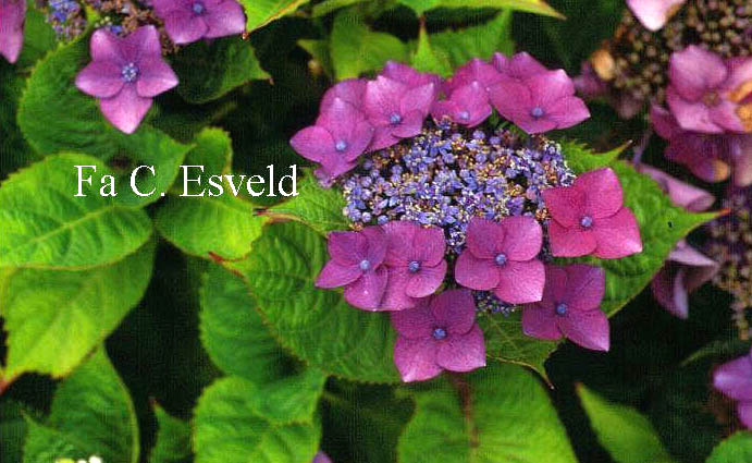 Hydrangea macrophylla 'Kardinal'