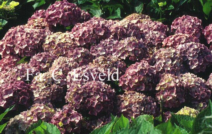 Hydrangea macrophylla 'Kluis Superba'