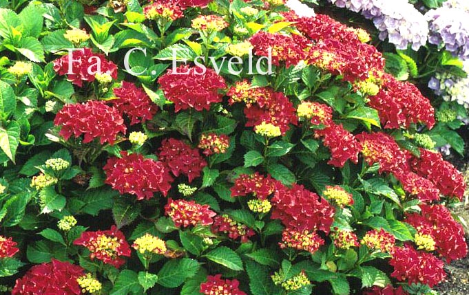 Hydrangea macrophylla 'Koenigstein'