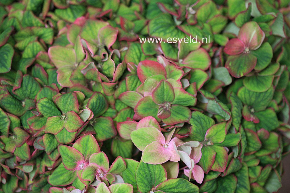 Hydrangea macrophylla 'Kolmagics' (MAGICAL SUNFIELDS)