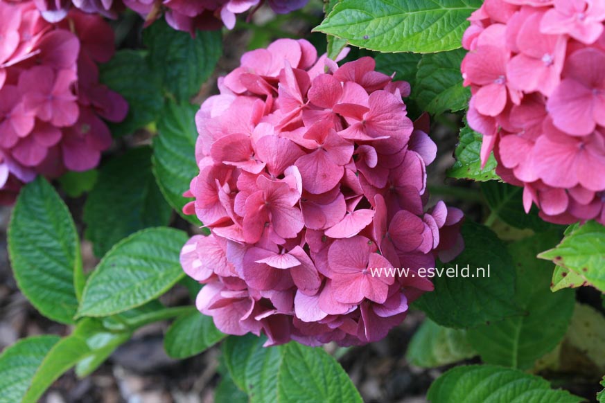 Hydrangea macrophylla 'Kolmasa' (MAGICAL SAPPHIRE)