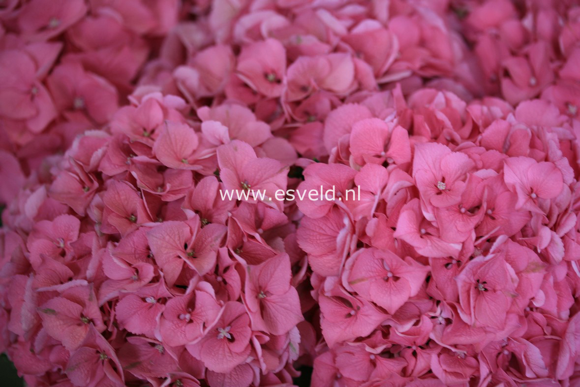 Hydrangea macrophylla 'Kolmgarip' (MAGICAL GARNET)